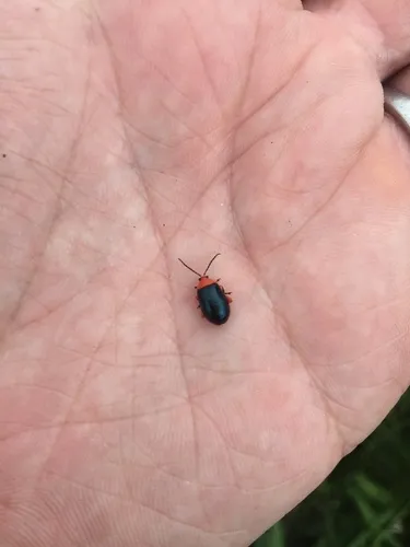 Shiny Flea Beetle