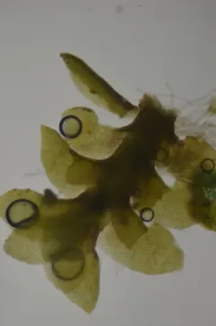 Narrow-leaved Earwort thumbnail 1