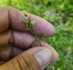 Crisp Starwort thumbnail 2