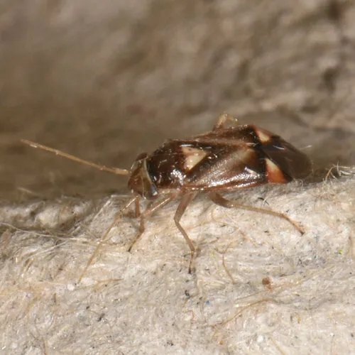 Bolteria luteifrons