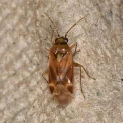 Plagiognathus delicatus thumbnail 2