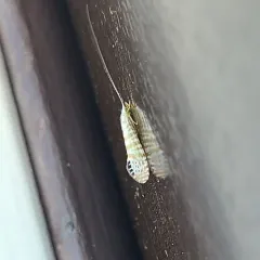 Nectopsyche exquisita thumbnail 4
