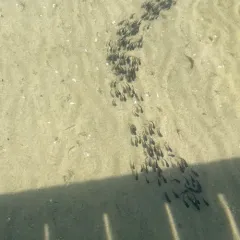 Black Bullhead thumbnail 3