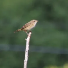 Sedge Wren thumbnail 3