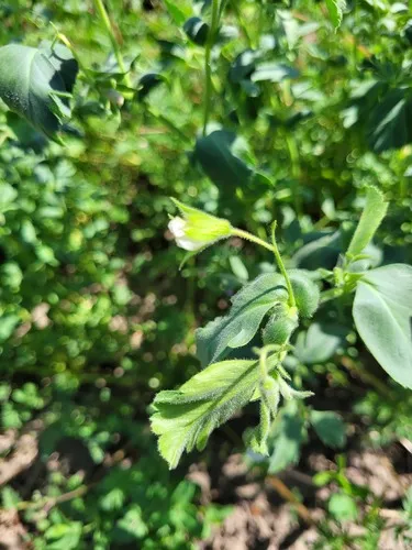 chickpea