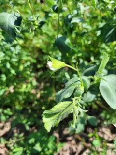 chickpea thumbnail 1