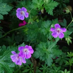 Purple-vein geranium thumbnail 3