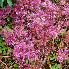 Caucasian Stonecrop thumbnail 3