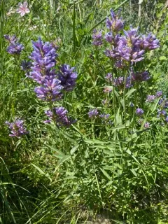 Tufted Penstemon thumbnail 2