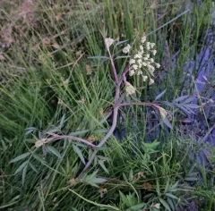 Western Water Hemlock thumbnail 1