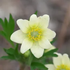 Cutleaf Anemone thumbnail 2
