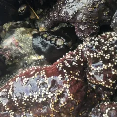 Black Leather Chiton thumbnail 3