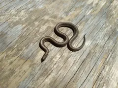 Lined Snake thumbnail 2