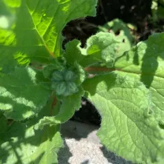 Borage thumbnail 4