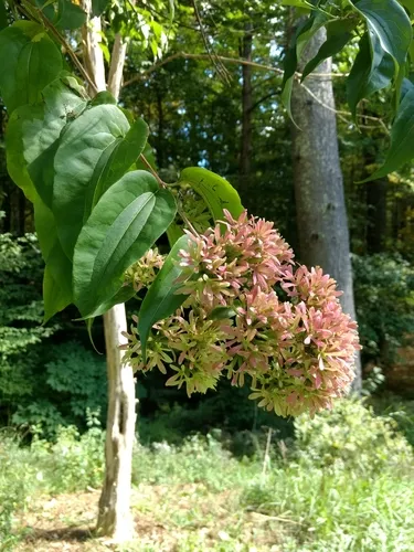 Seven Sons Tree