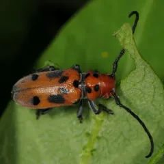 Red Milkweed Beetle thumbnail 3