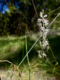 white rushlily thumbnail 1