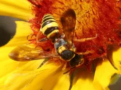 Fervid Nomad Bee thumbnail 2