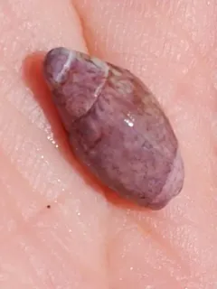 Beatic Dwarf Olive Snail thumbnail 3