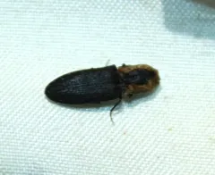 Disk-shaped Click Beetle thumbnail 1