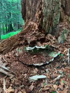 Noble Polypore thumbnail 3