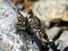 Promachus dimidiatus thumbnail 1