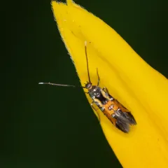 Neoheliodines cliffordi thumbnail 3
