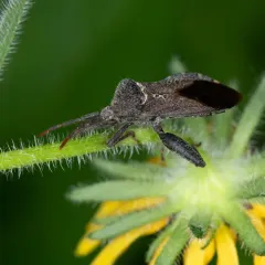 Piezogaster calcarator thumbnail 2