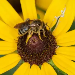 Coneflower Mining Bee thumbnail 2