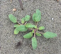 Pink Sand Verbena thumbnail 3