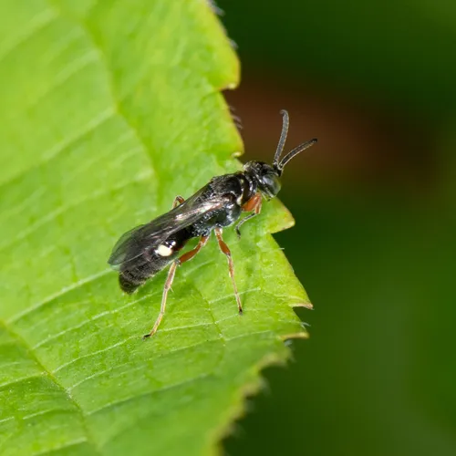 Alysson triangulifer