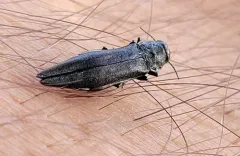 Granulate Poplar Borer thumbnail 1
