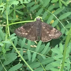 Wild Indigo Duskywing thumbnail 3