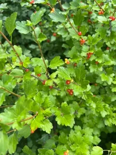Mountain Currant thumbnail 3