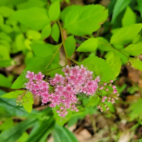 Japanese Spirea