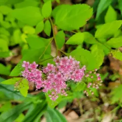 Japanese Spirea thumbnail 1