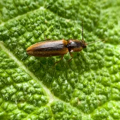 Black-banded Click Beetle thumbnail 2