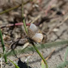 Acmon Blue thumbnail 2