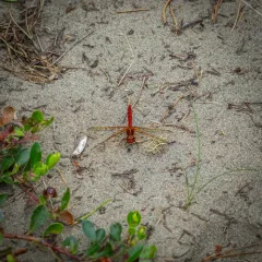 Red-veined Meadowhawk thumbnail 1