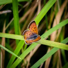 Purplish Copper thumbnail 3