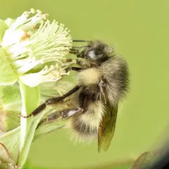 Sitka Bumble Bee thumbnail 3