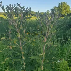 Missouri Ironweed thumbnail 4