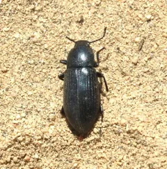 Spurred Darkling Beetle thumbnail 3