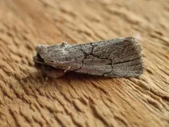 Sympistis semicollaris thumbnail 4