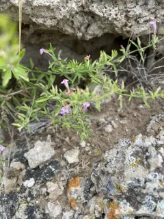 Drummond's false pennyroyal thumbnail 3