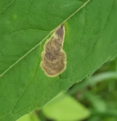 Calycomyza menthae thumbnail 2