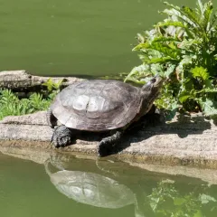 Northwestern Pond Turtle thumbnail 3