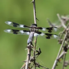 Eight-spotted Skimmer thumbnail 3