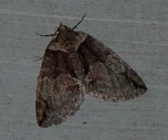 Hydriomena nevadae thumbnail 2