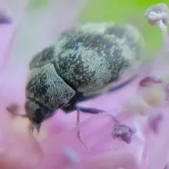 Mill Carpet Beetle thumbnail 4
